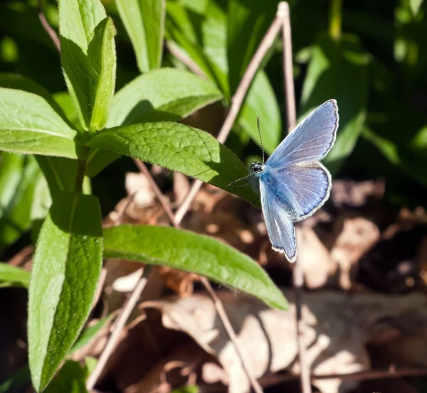 Polyommatus イカルス - 共通の青の蝶、男性 — ストック写真
