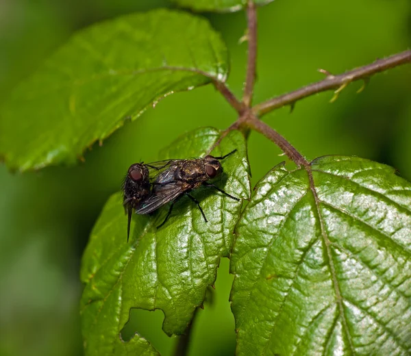 Flies on bramble plant — Stock Photo, Image