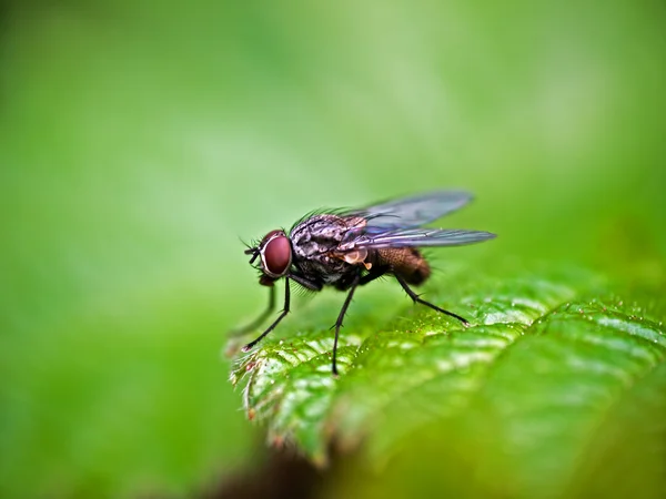 Housefly aka house fly, house-fly or common housefly - Musca dom — Stock Photo, Image