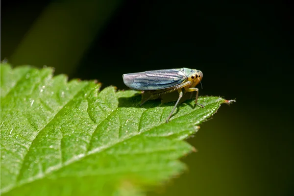 Zielony leafhopper makro - cicadella viridis — Zdjęcie stockowe