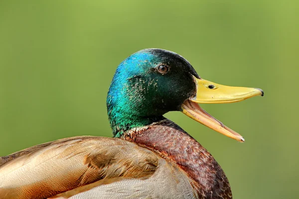 Ördek yeşil ve sarı — Stok fotoğraf