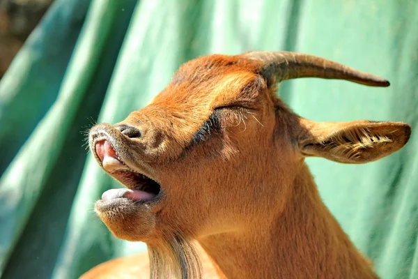 Goat brown — Stock Photo, Image