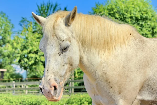 Horse white — Stock Photo, Image