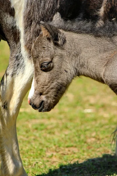 Pony grijs — Stockfoto
