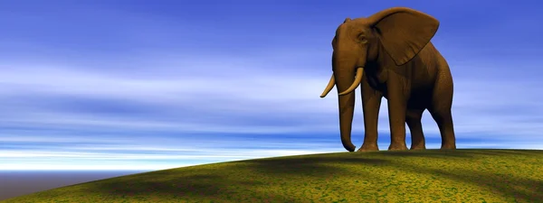 Elefant och sky — Stockfoto