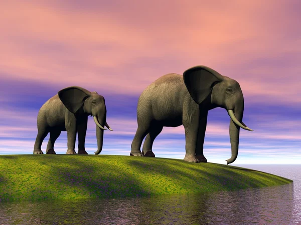 Sloni — Stock fotografie