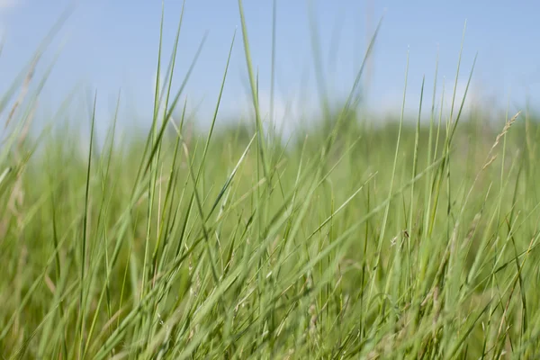 Grönt gräs. grunt dof — Stockfoto