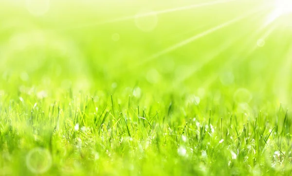 Weelderige zomer groen gras — Stockfoto