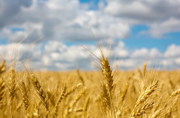 Espigas de trigo en el campo —  Fotos de Stock