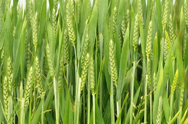 Зеленая пшеница — стоковое фото