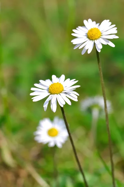 Easter daisies — Stock Photo, Image