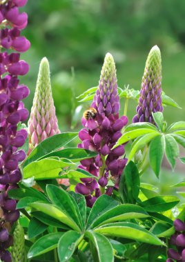 Arı lupine çıtır