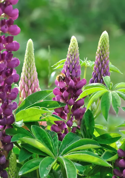 Bee in the flowers of lupine — 스톡 사진