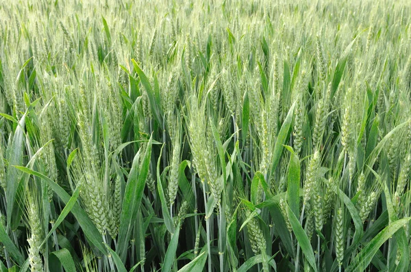 Barley field — Stock Photo, Image