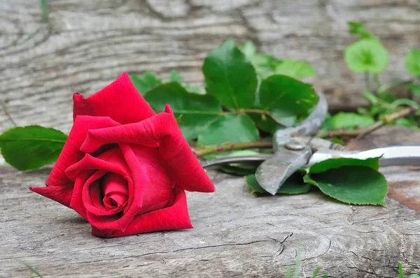 Bella rosa rossa tagliata — Foto Stock