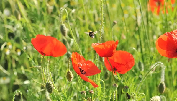 Poppies alanıyla bir yaban arısı — Stok fotoğraf