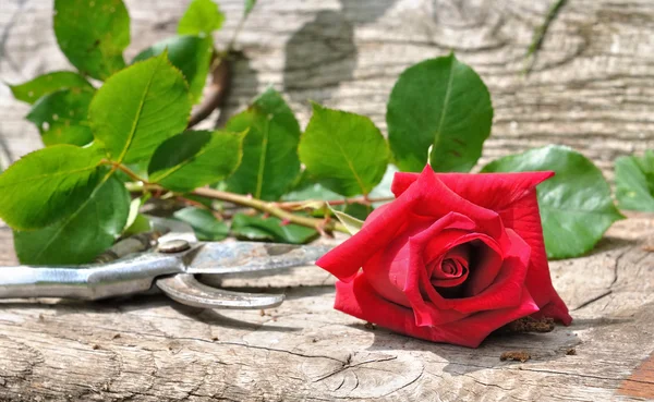 Střih pěkně červená růže — Stock fotografie