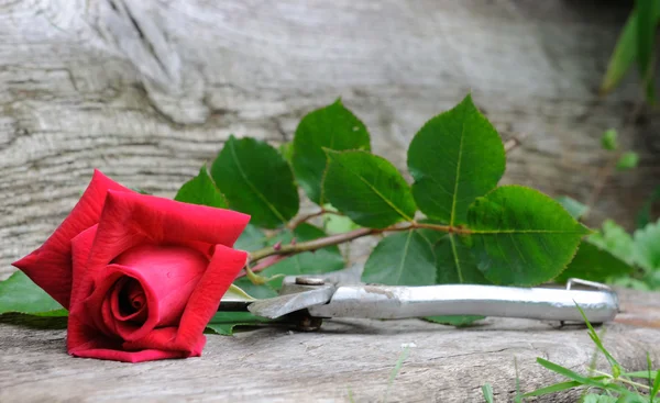Docela roztom červené růže — Stock fotografie