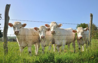 Young Charolais cows clipart