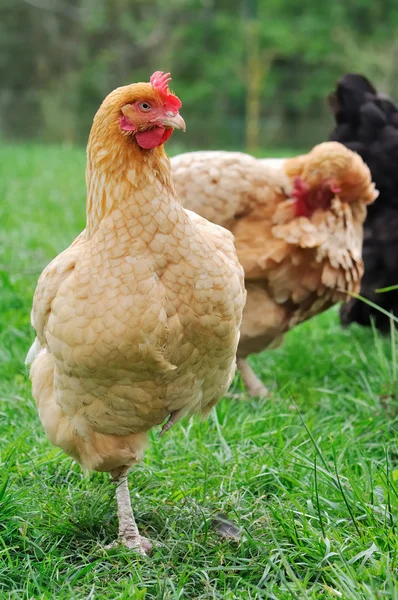 1 本の足の上に赤鶏 — ストック写真