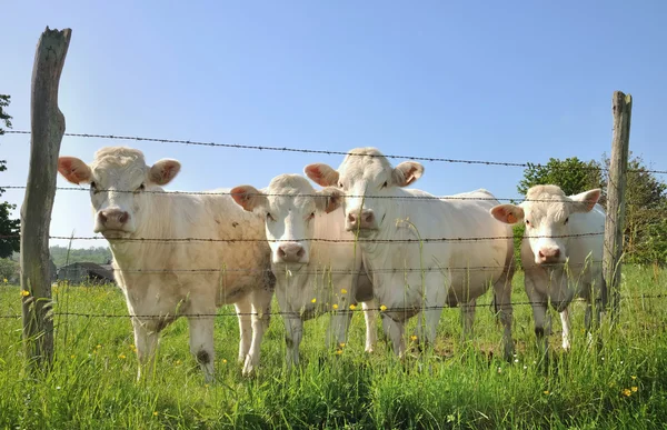 Vacas jóvenes Charolais — Foto de Stock