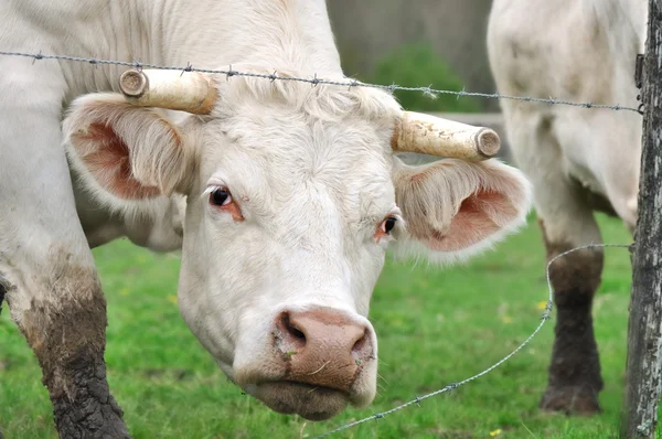 Корова с вырезанными рогами — стоковое фото