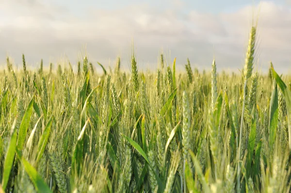 大麦の穂 — ストック写真