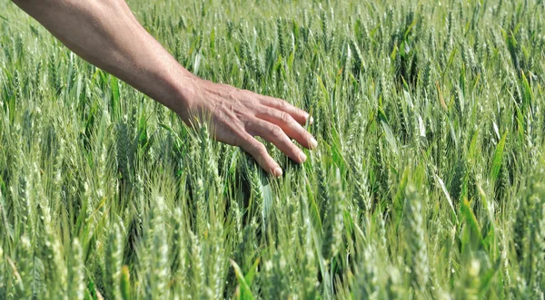 Hand in a barley field — Stock Photo, Image
