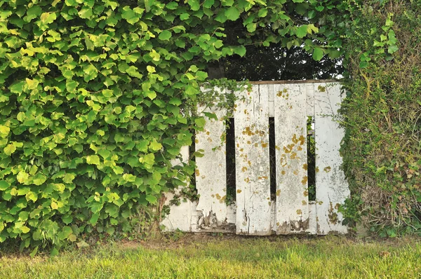 Dilapidated gate in vegetation — Stock Photo, Image