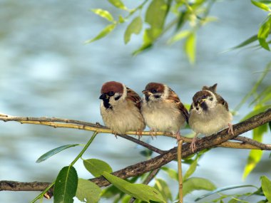 Brood of sparrows clipart