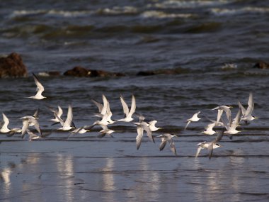 Flock of terns clipart