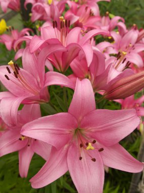 pembe lilyum