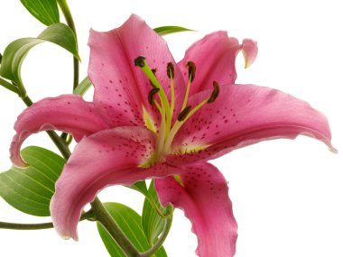 One crimson lily on branch clipart