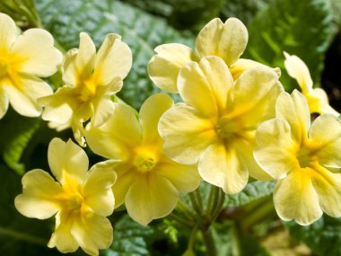 Yellow primula clipart