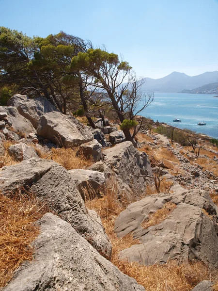 木と石の多い海岸 — ストック写真