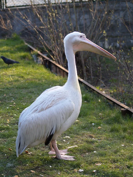 Pelikan im Profil — Stockfoto