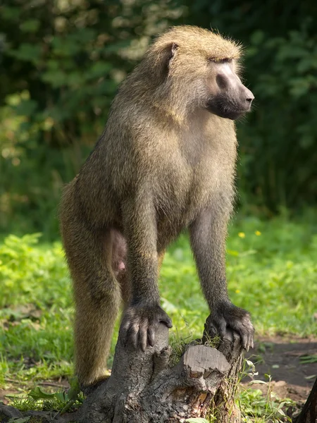 O líder de macacos — Fotografia de Stock