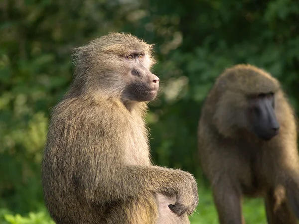 Retrato de macaco no perfil — Fotografia de Stock