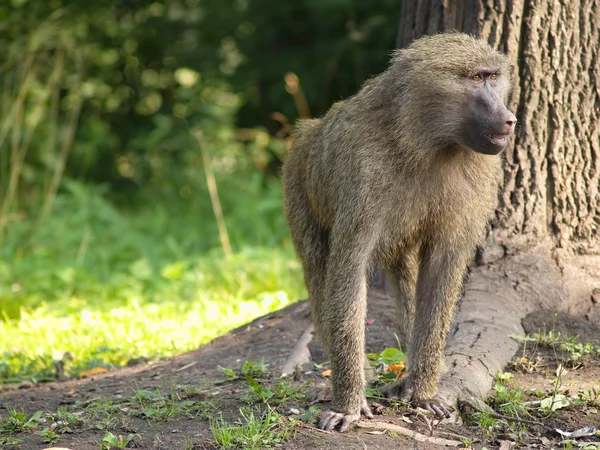 La scimmia sotto un albero — Foto Stock
