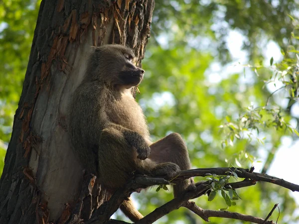 Macaco relaxante, parte dois — Fotografia de Stock