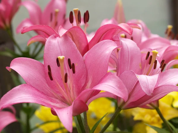 Branch of pink lilies — Stock Photo, Image