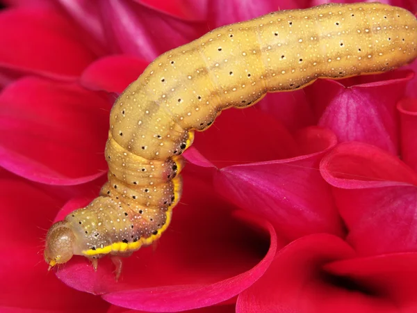 Fat caterpillar — Stock Photo, Image
