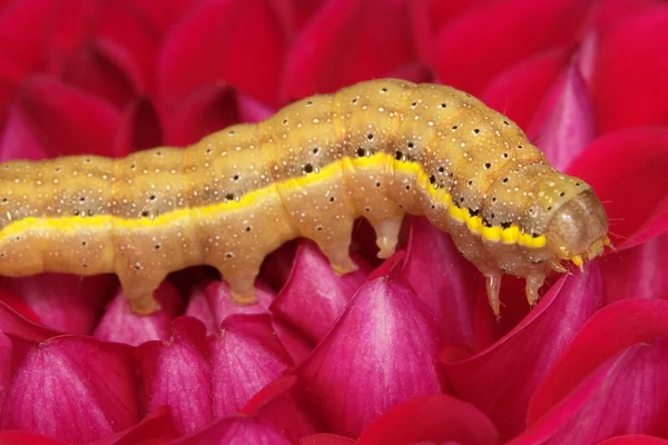 Kúszó caterpillar — Stock Fotó