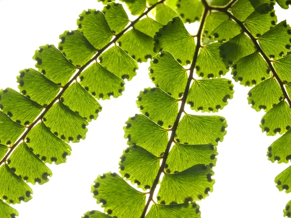 Branch of green fern — Stock Photo, Image