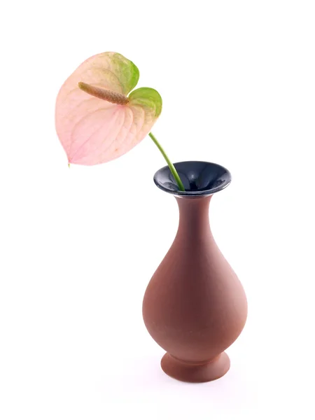 Vazodaki çiçek — Stok fotoğraf