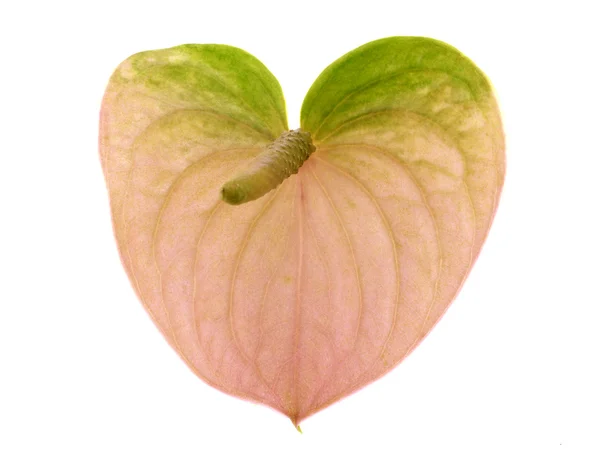 Flower as heart — Stock Photo, Image