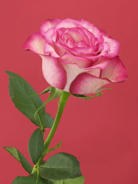 Rose on pink background