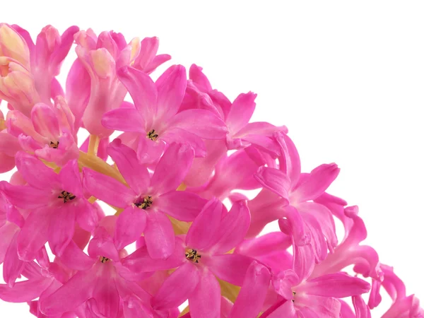Roze hyacint op wit — Stockfoto