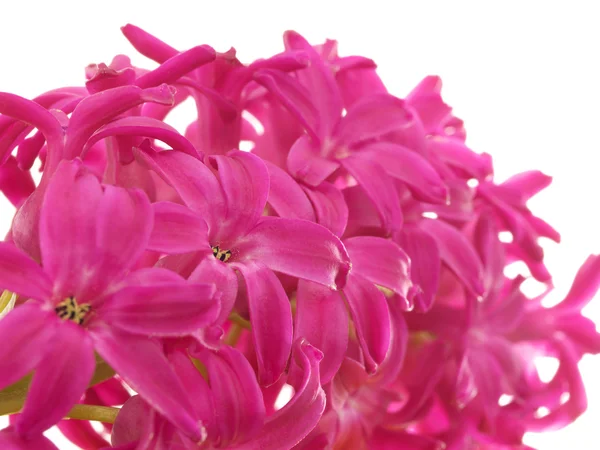 Pink hyacinth in profile — Stock Photo, Image