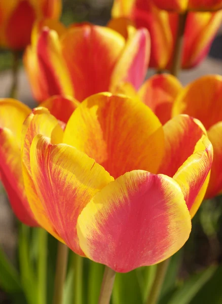 Apeldoorn Elite tulips — Stock Photo, Image
